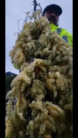 Herring egg harvest 2023. Small sample. More to share later.