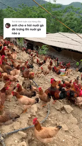 Trả lời @hàng đầu bạn lên chọn gà ta hoặc gà mái i cập thì trứng rất ngon nhé