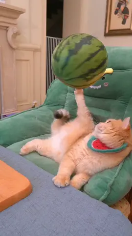 #貓 #萌寵 #ペット #cat #pet #無敵小小豆 #kawaii #cookingcat 