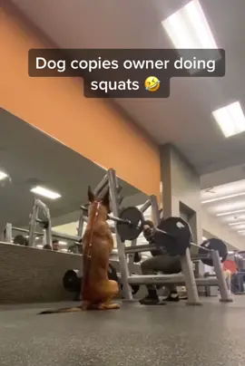 Dog does squats 🤣💕 #viral #fyp #foryoupage #dogsoftiktok #dogs #funnydog #funnydogvideos #bestie #bestfriend #gym #GymTok Original-covertcanine