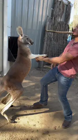 Thanks BabyBash for have my back!  #kangaroo #babybash #sugasuga #boxing 