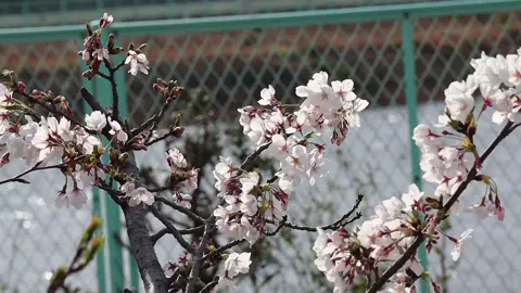 Hù hú hu hu hu….. nhạc khá là trầm cảm😂