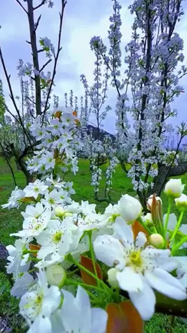 #pear flower#flower #beautiful #scenery #white 