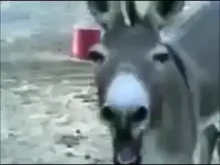 donkey laughing#memes #fyp 