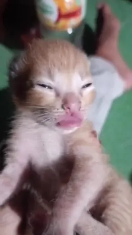 Silly kitten has human lips !? #animals #wild #memes #meme #funny #comedy #cat#kitten #kittensoftiktok #kittens #wilderness #wilderness #exploring #outside #life #earth 
