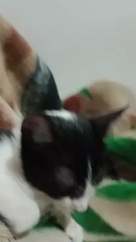 #gato #titan  xd este es mi michi por si no lo habían conocido de antes 