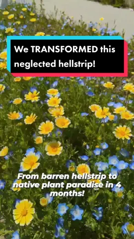 What an incredible transformation 😱🤩🌼 . . #plantnative #killyourlawn #landscaping #nativeplants #wildflowerlawn #habitatrestoration #yardtransformation #gardentok #gardenideas #wildflowers #landscapingideas #permaculture #bioswale #superbloom #superbloom2023 #solarpunkfarmer #solarpunk 