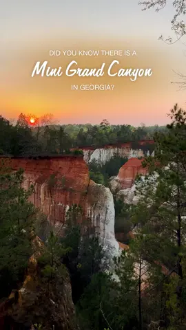 What makes Providence Canyon so unique is its location. This is the only “red canyon” on the East Coast that evokes comparisons to the landscape of the Southwest. Massive gullies as deep as 150 feet were caused not by the action of a river or stream but by poor farming practices during the 1800s. I have been to many amazing US canyons including Grand Canyon, Zion, Bryce, etc. And yet, Providence Canyon State Park is just as impressive and awe-inspiring as any other natural wonder in the United States. 🚶If you are not into hiking, you can enjoy views of the canyons from the rim trail, staying behind fences and off the canyon edge.  🥾Hikers can explore the canyon trails accessible from the visitor center.   🎒Backpackers can stay overnight along the backcountry trail which highlights portions of the canyon and winds through mixed forest.  🏕️ Camping, cottages, and efficiency units are available nearby at Florence Marina State Park on 45,000-acre Lake Walter F. George. 🅿️ $5 per car  #mustvisitplaces #eastcoastgems #georgiaexplore #hikingtiktok 