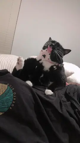 The way she closes her eyes #cattok #catpaws #toebeans #catsoftiktok #cutecat #tuxedocat 