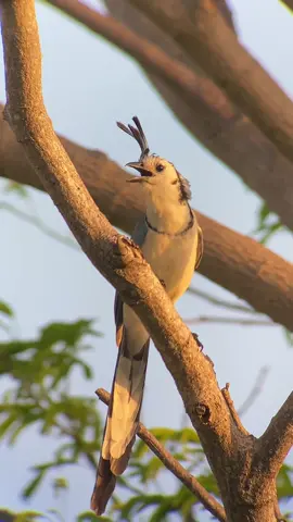 Urraca Copetona White-throated magpie-jay 🔬 Calocitta formosa . Avistado en Reserva natural Laguna de Apoyo, Granada, Nicaragua 🇳🇮, 1-abr-2023. . . . . #nicaragua  #aves #avesdenicaragua #faunasilvestre #ebird  #BirdsOfInstagram  #birds #birdwatching #masaya #granada