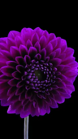 Mekar bunga cantik #bungamekar #kembangbunga #wallpapervideotiktok #temahp #wallpapervideo #fyp #fypage #fypシ #wallpaperhd #wallpapertiktok #foryou #bunga 