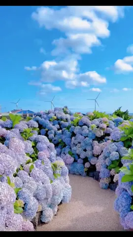 Here  is a beautiful garden in China#sceneryvideos #beautifuli #foryou #flowers🌼🍁🌸 