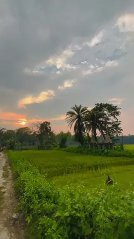 প্রকৃতির খুব কাছ থেকে গ্রামের প্রাকৃতিক সৌন্দর্য😍#foryou #bdtiktokofficial #village 