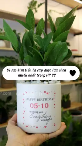 Vì sao dân văn phòng lại lựa chọn cây kim tiền để ở bàn làm việc ?? #tiemcayxanh #cayphongthuy #cayvanphong #cayquatang #xuhuong 