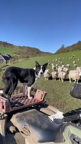 #screammovie incredible border collie storm collecting in young sheep for feeding time#fyp #bordercollie #dog #dogsoftiktok #tiktok 