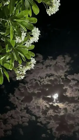 القارئ : حمزة ابو ديب 🤍#حمزه_بوديب #صلوا_على_رسول_الله #اذكار #fyp #تلاوة_خاشعة #quran #fypシ #دعاء_يريح_القلوب #دعاء_جميل #صدقة_جارية_لوالدي_وللمسلمين_والمسلمات #حمزه_ابو_ديب #صدقه_جاريه #قران #foryou #دعاء_يريح_القلوب_ويطمئن_النفوس #دعاء_عظيم 