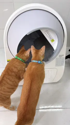 Trả lời @FeiYu的小可爱 dô coi mấy 2 lúa xài bồn lụ đẹn tự động nè quý dị #vitaminmèo #dcgr #catlinkvn 