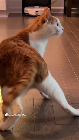 Bounce cat #catsoftiktok #dance #funny #pets  