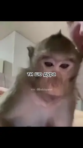 #пон #зроз #monkey #мавпа #бибизяны #манки #монкейпон #монке #обезьяна #пиписяны #монкипон #fyp 