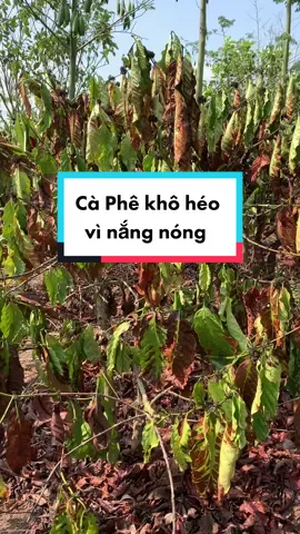 Tâm huyết của ba mẹ mình 5năm, giờ lại mất trắng. Trời nắng nóng, suối khô cạn nước. Năm nay chổ mình lại mất mùa nữa rồi! #Hoanongsan #caphe 