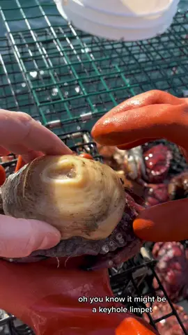Sea Anemone attached to a Crab. Sea anemones are a group of predatory marine invertebrates of the order Actiniaria. Sea Anemones are related to corals, jellyfish, tube-dwelling anemones, and Hydra.  ##natgeo##crab##fish##fishing##fishtok##fishingtiktoks##fyp##friendliestcatch