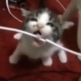 cat bites wire #cat #wire #meme #memes #memez 