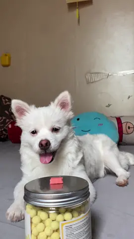 Thử thách không ăn cùng Tiểu Mỡ 🥰🥰🥰 #tieumodangyeu #pet #thucung #dog 