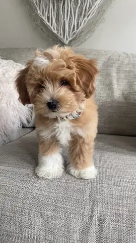 How could you not be obsessed with me 🐶 #cutepuppy #puppiesoftiktok #maltipoopuppy #maltipoo #cutenessoverload 