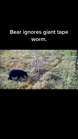 This is why you should always cook bear meat. #hunt #hunter #hunting #huntthewild #huntthewildpodcast #bear #bearhunt #bearhunting #blackbear #tapeworm #tapeworms #nature #wildlifeconservation #huntingcommunity #bears #screammovie 