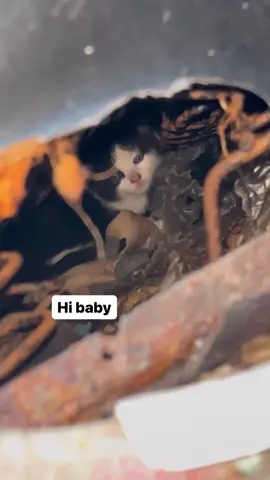 Named the kittens Copy, Paste, and Backspace. And their feral mom Control-Alt-Delete. #fyp #catrescue #kittensoftiktok 
