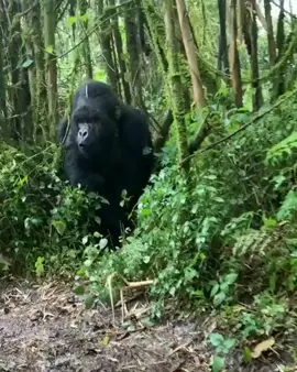Silverback beats chest at tourists #jungle 