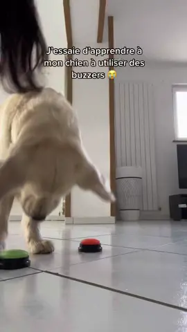 Je suis morte 😂 #goldenretriever #fyp #foryou #pourtoi #dogbuzzer 