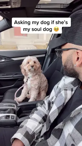 It’s the gentle touch at the end for me 😩❤️ #dogsofttiktok #puppylove #souldog #lunatheminicockapoo 