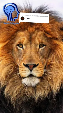 Replying to @hamzittijey  ما معنى إسم حمزة ؟ #حمزة #إسم #معنى #أسد #قوي #capcut #tiktok #viral #foryourpage #fyp #foryou 