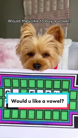 Waffles has a few vowels to sell 🤪 Did u know you can now get this design on hoodies, mugs etc just use link in bio!  . #cleverdog #wouldyouliketobuyavowel #sassydog #yorkietude . Swearing dogs of TikTok, Cussing dog, dog swearing videos, swearing dog videos, swearing dog, dog buzzers swearing, cursing dogs, cursing dog on TikTok, cursing dog terrier, swearing tiktoks, Swearing videos, cursing dogs