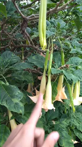 Planta tóxica que se usa para droga 😨