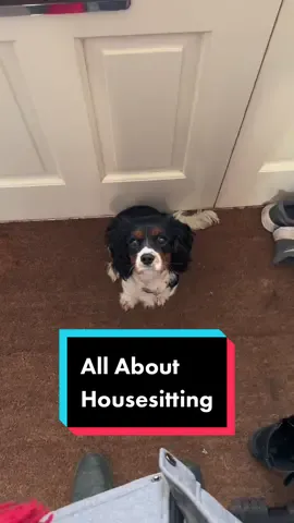 My favorite affordable travel tip. Let’s talk about housesitting.🏡 Still got questions after watching this video? Drop them in the comments! Also, Onion is the cutest puppy alive and I miss him SO MUCH. 🥹 *The housesitting site I use can be found in my link in bio. (It’s an affiliate link but this post is NOT sponsored!) I genuinely love the concept and how it enables affordable travel and affordable pet care 🐶 Hope it helps someone! . . #housesitting #petsitting #travelhacks #travelforfree #traveltips #affordabletravel #travelonabudget #cheaptravel #travelhack #digitalnomad