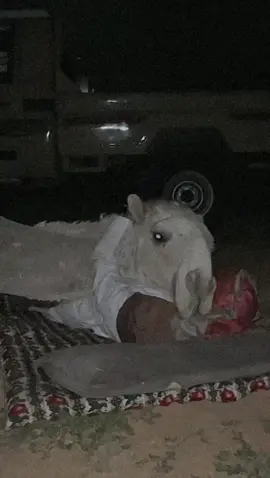 انا ونادره  #البل  #fog #what 