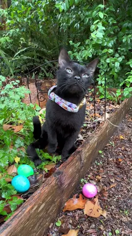 Master Egg hunter! #eastereggs #catlover #catslove 