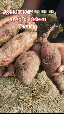 They are not hard to grow, and are inexpensive, so growing sweet potatoes is a business that most people can get into and make some money. #sweetpotatoes #potatofarming #youthfarmers #makemoney 