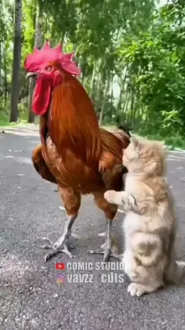 😂😂😂😂🐔🐔🐱🐱🐱🐈 #funnyvideos #malayalamfunny #rooster #cat #foru #dxb #pravasi 
