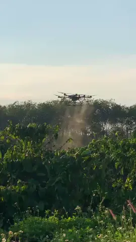 Phun thuốc cây cafee bằng máy bay. Hotline: 0767063969 #djit30 #maybaynongnghiep #maybayphunthuoc #caffe #xephunnuoc #gialai81 #agridrone 