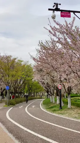 Ilsan Lake Park 2022 🥹 #서울 #seoul #봄 #cherryblossom #southkorea🇰🇷 