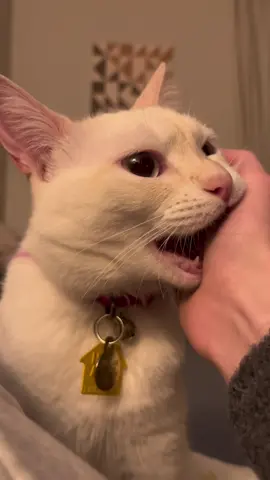The little extra bite at the end 💕 #fightyourdemons🤜🏼🤛🏼  #catsoftiktok #funnycats #yetitok 