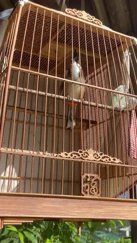 Chim chào mào ché cực căng lửa nghe cực phê #chimchaomao #chaomaoche #chaomaohotdau #chaomaohotdau #bird 