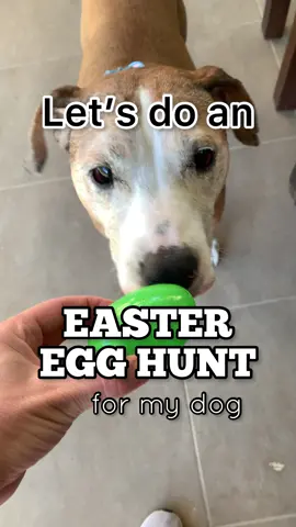 Easter egg hunt just got better with my furry friend - did you do a hunt for your dog? #easteregghunt #dogeasteregghunt #easter #dogsoftiktok #easterdog #dogtok #cutedogs #dogenrichment #DogTraining #dogtreats #doggo #rescuedog 