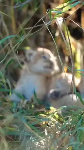 So cute 😍🥰🐯 Comment below what you think  Turn on post notifications Save to see later again #tigerlovers🐯 #lioncubs #babyanimals #cutecats #reels # #safari 