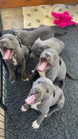Puppy Yawns. One puppy yawns and it sets all the others off in a group yawn, with the cuteset puppy yawn noises. #bluestaffypuppy #puppyyawn #puppynoises #staffypuppy #staffypup #staffypuppies #pitbullpuppy #bullybreeds #cutepuppies #puppydogeyes #bluenosepuppy #izystaffywolfpack #staffordshirebullterrier #staffordshirebullterrierpuppy 