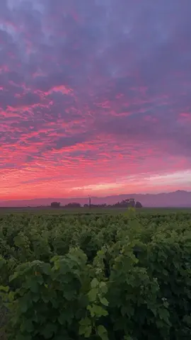 Marlborough sunrises 😍💖💜  #fyp #fypシ #sunrise #5am #Love #foryou #sky 