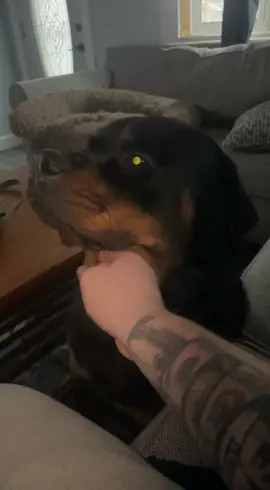 The good life with an annoying dad #rottweiler #dogsofttiktok #fyp #pet #dog #PetsOfTikTok #rottie #doglover #doggo #dogtok #funnydog #cutedog #goodboy 